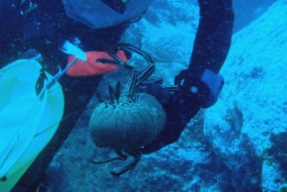 Pesca submarina